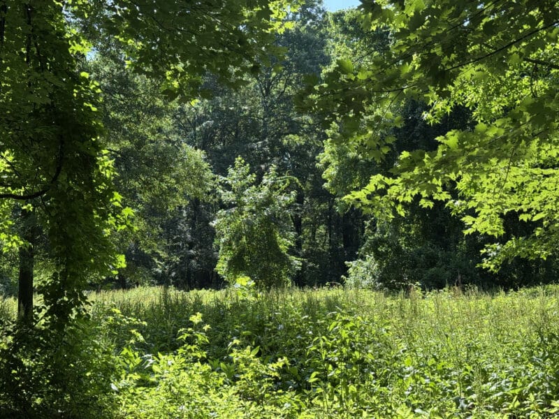 9_wampler527_site4