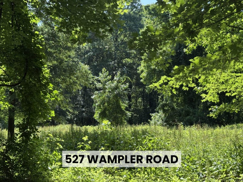 Sunny clearing with lush green undergrowth and mature trees on the Middle River development site.
