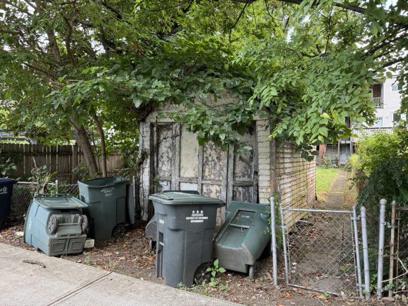 Rear alley view with trash bins and overgrown vegetation in front of a detached garage.