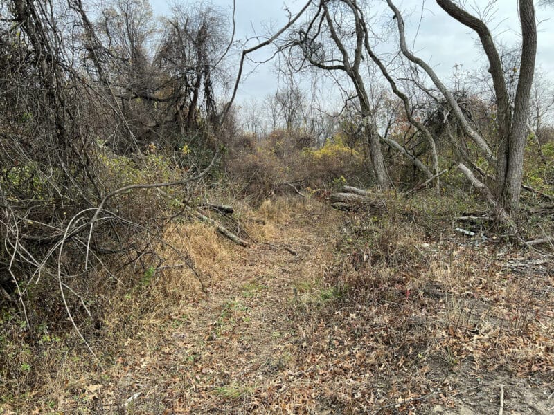 Dense wooded area on the property with overgrown vegetation, fallen branches, and tall trees, illustrating the natural terrain of the 31.5± acre parcel.