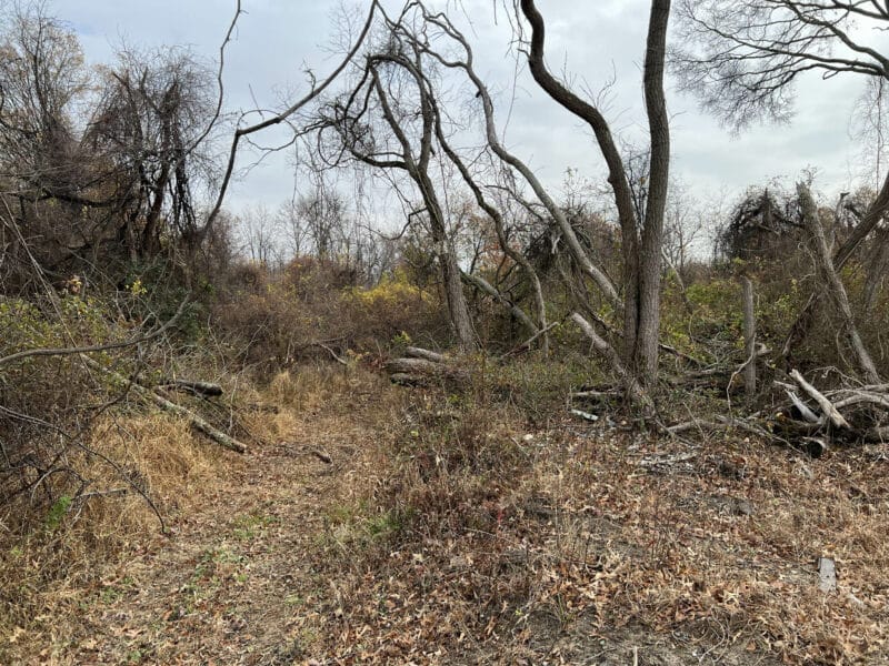 Another angle of dense wooded area on the property with overgrown vegetation, fallen branches, and tall trees, illustrating the natural terrain of the 31.5± acre parcel.